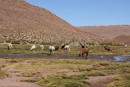 Lamaherde in einer kleinen Flussoase
